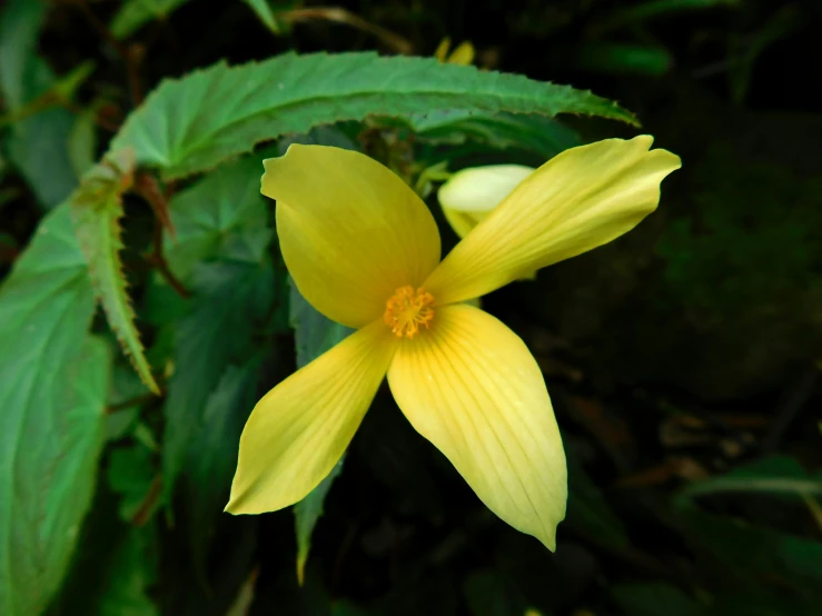a large yellow flower is blooming in the forest