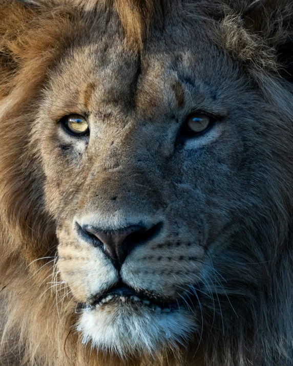 an adult lion looking forward while standing on the savannah