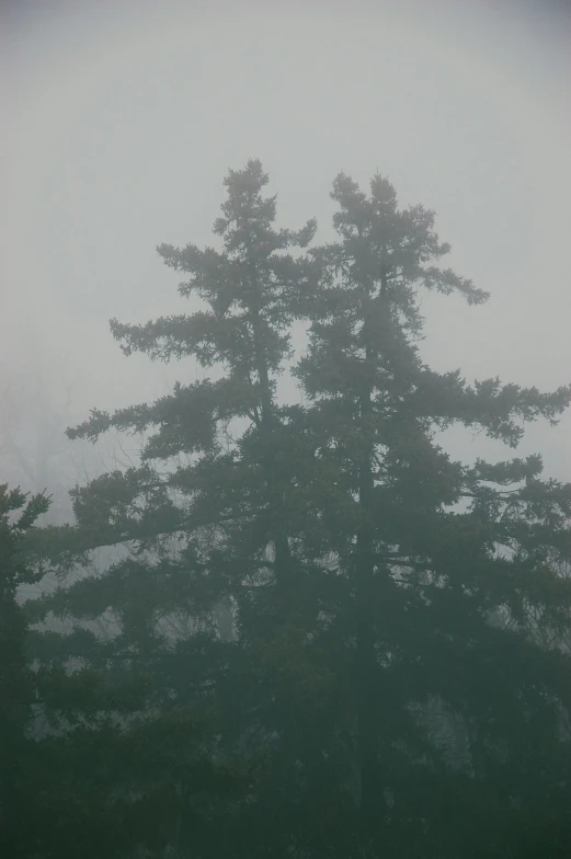 fog in the air around the evergreens on a snowy day