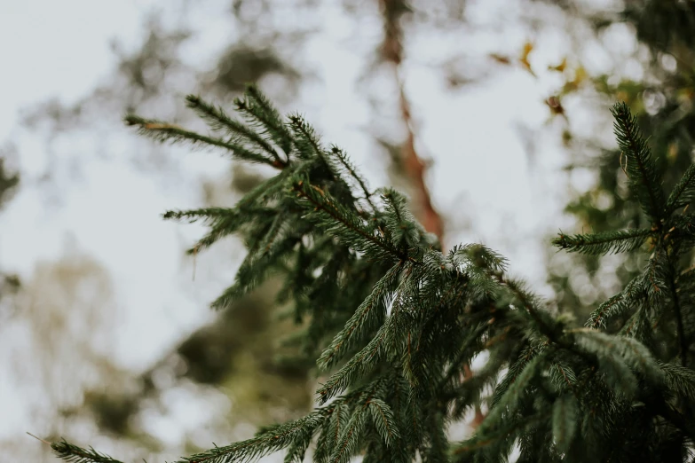 the tree nches are showing signs of snow