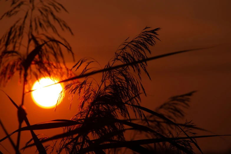 the sun setting on the horizon, with the nches shown