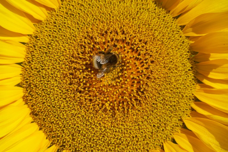 a bee is perched on the petals of a sunflower