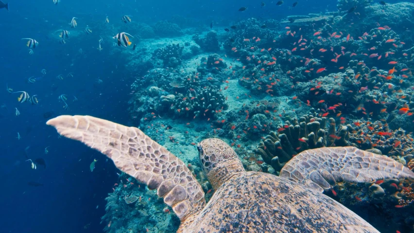 a sea turtle swimming next to a lot of fish