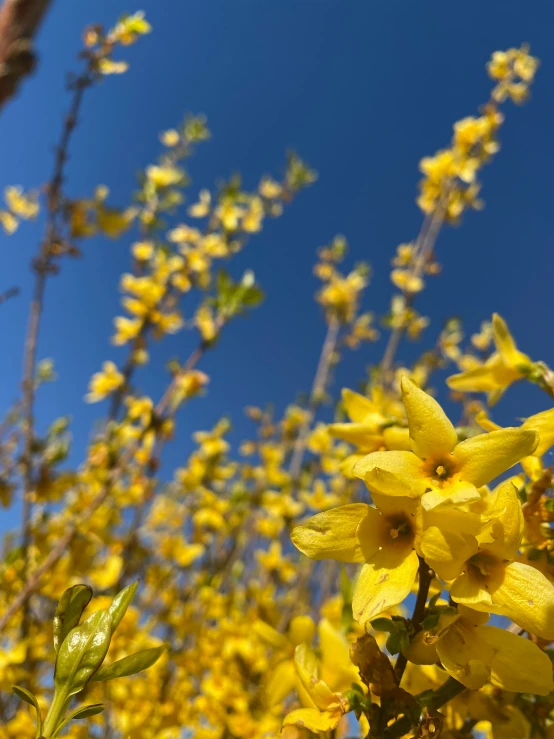 flowers in bloom and against a blue sky