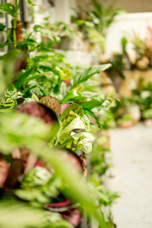 green plants in pots lined up in a room