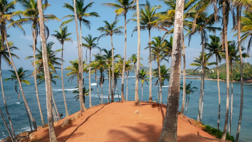 trees with water in the background on a beach