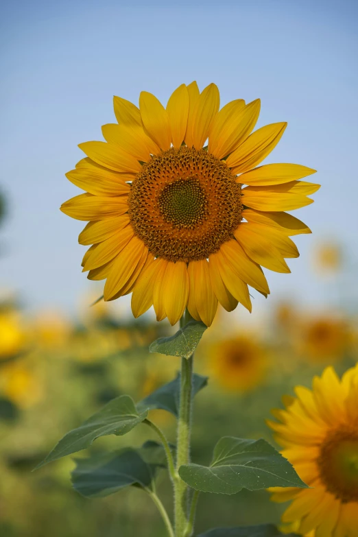 a large field filled with lots of yellow sunflowers