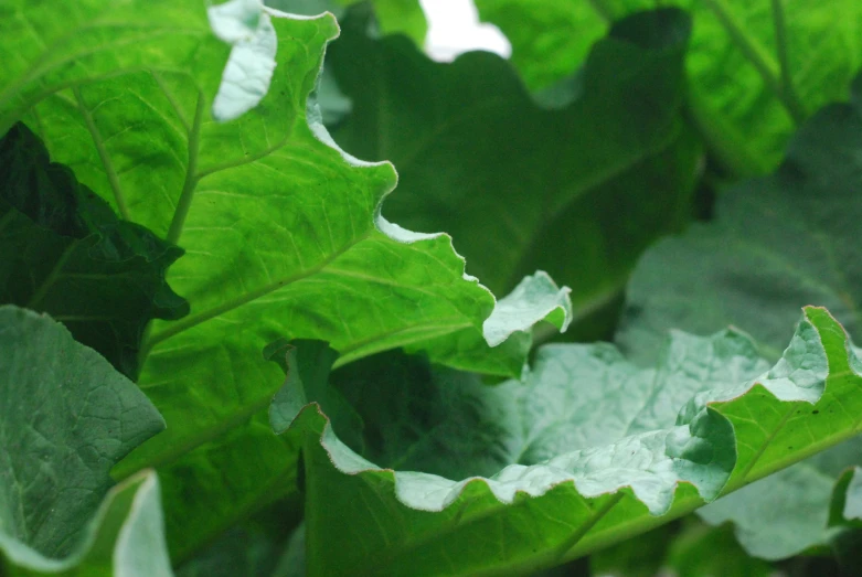 a bunch of green leaves with some white stuff on them