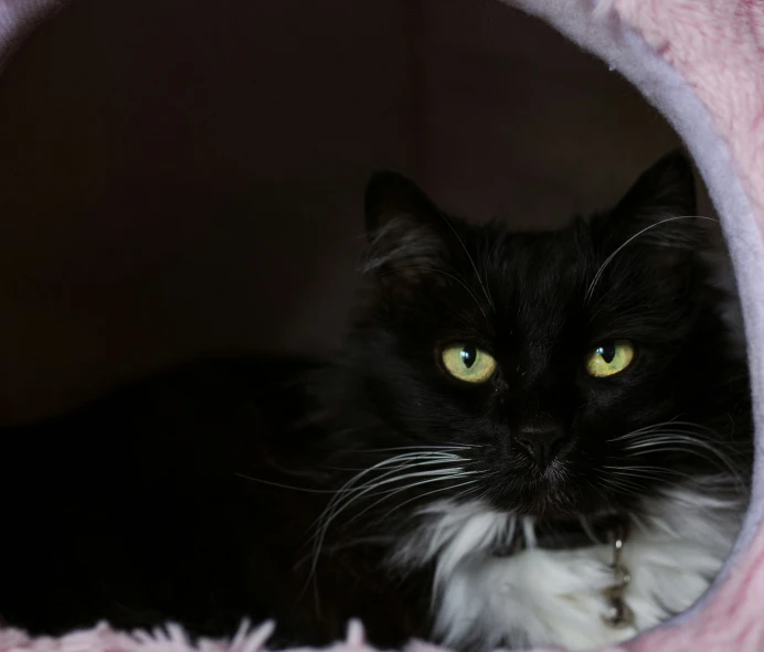 a black and white cat is staring out from its tunnel