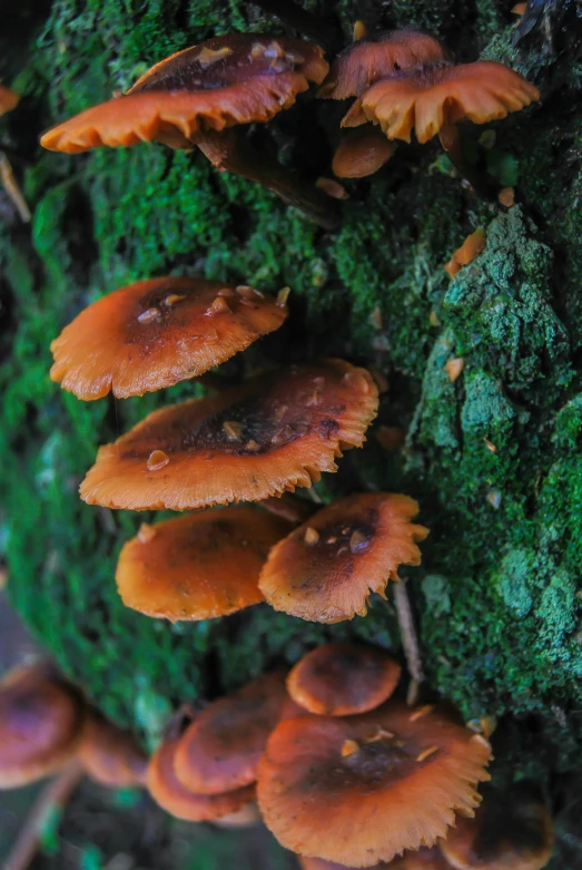 a group of mushrooms growing on the side of a tree