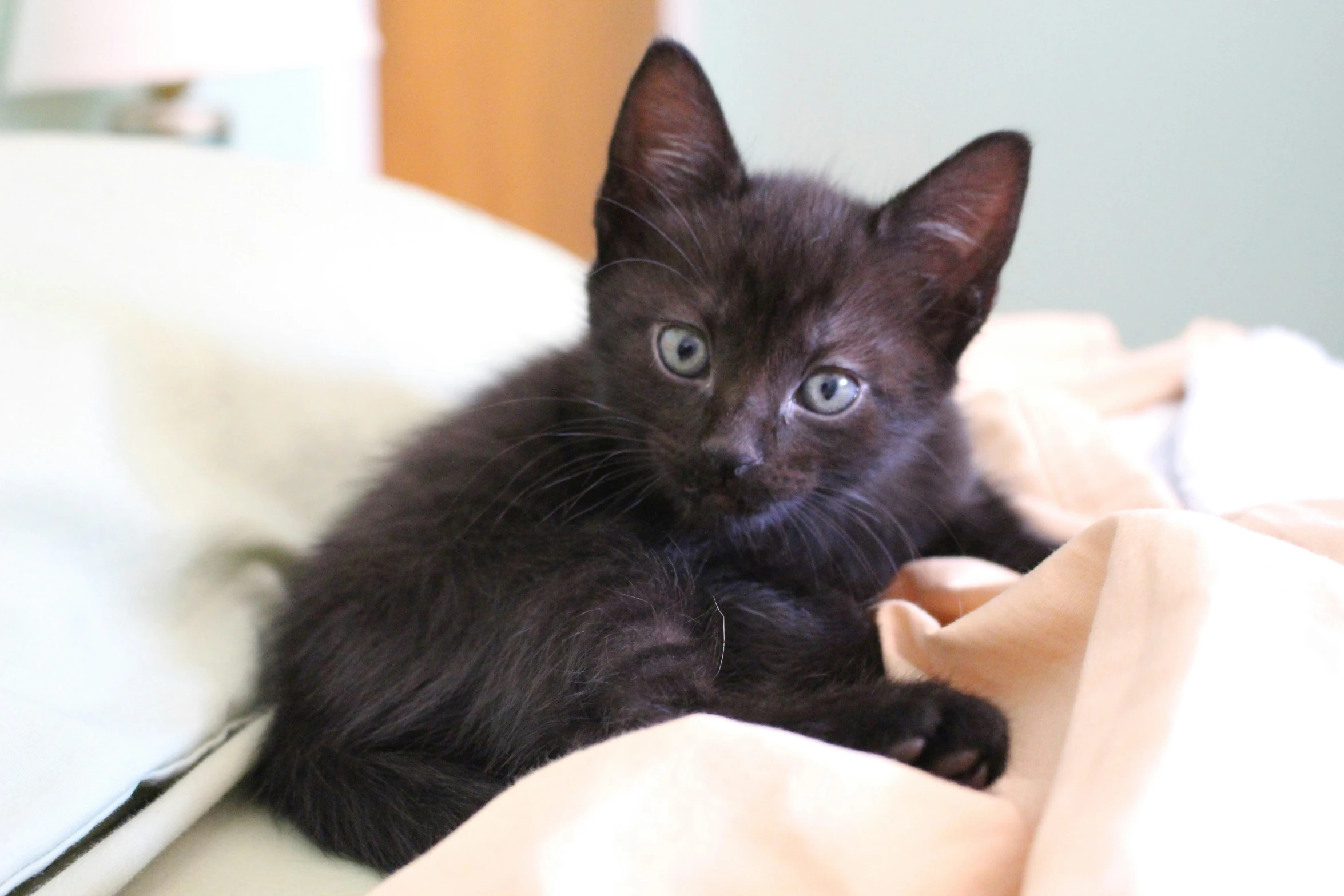 a black kitten laying on top of a bed