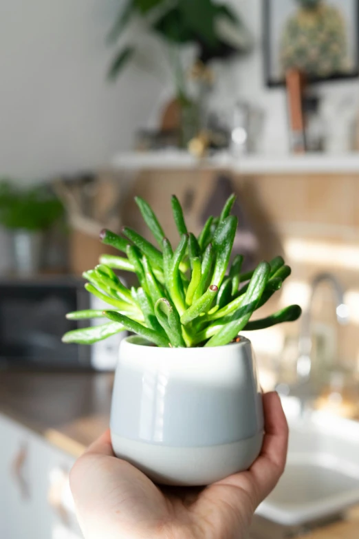 a white ceramic pot holding a green plant