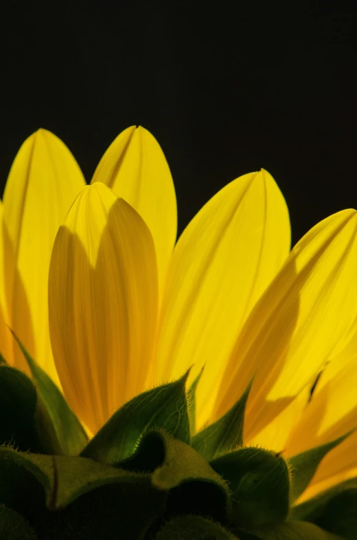 a flower that is sitting in front of a dark background