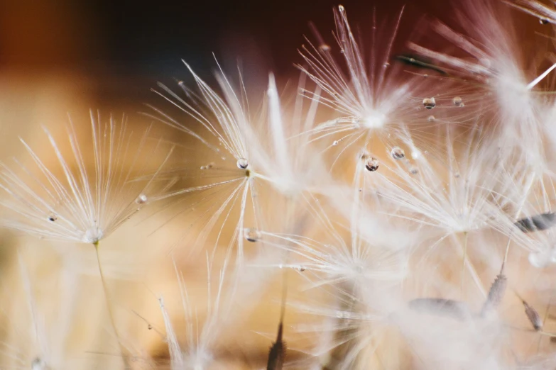 dandelions are flying in the air on a sunny day