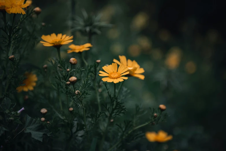 yellow flowers that are growing in the grass