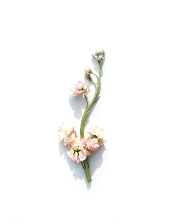 three pink flowers are on a white surface