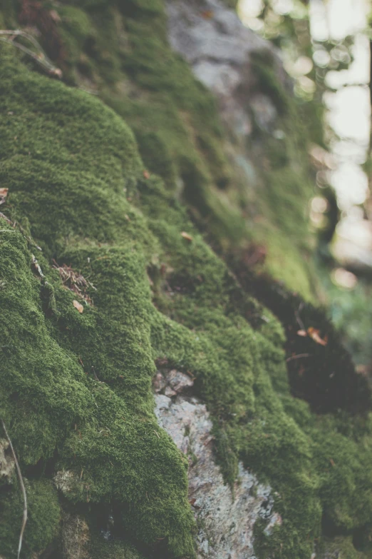 moss growing on rocks and plants in a forest