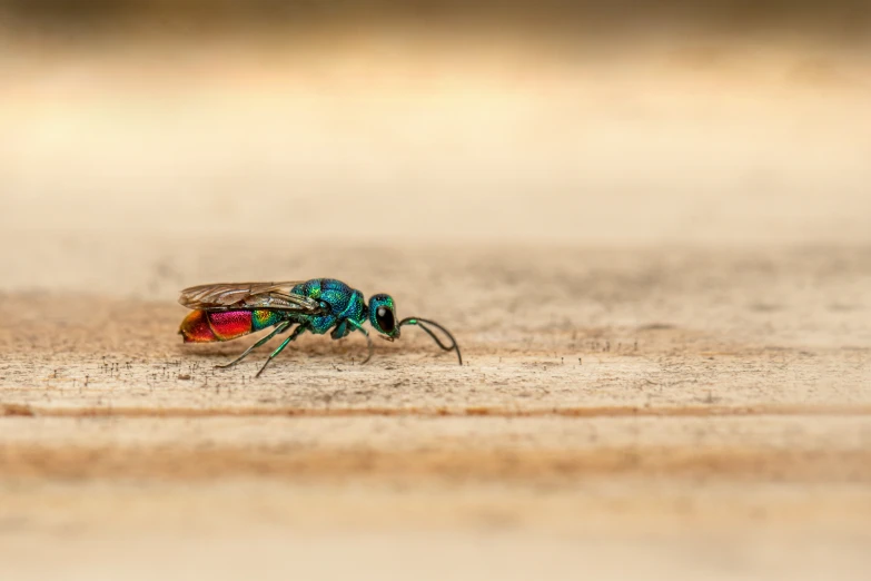 a colorful fly with red and blue on the wings