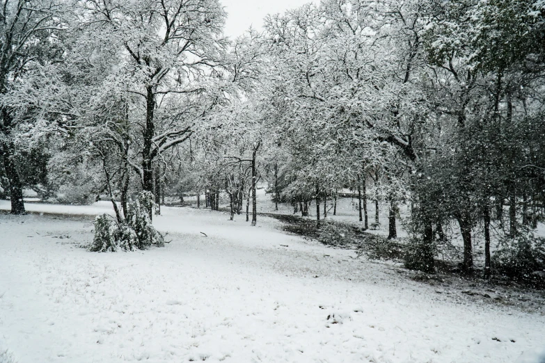 snowy landscape with snow in the foreground, and a path of trees