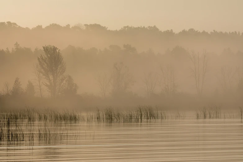 there are many trees in the fog in the water