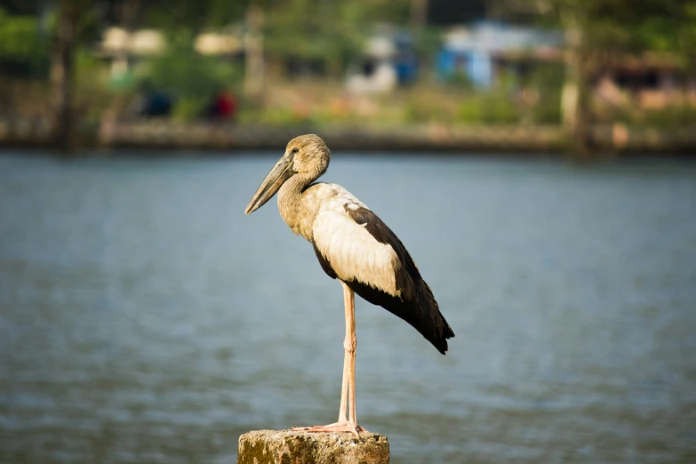 a tall bird sitting on top of a wooden stump