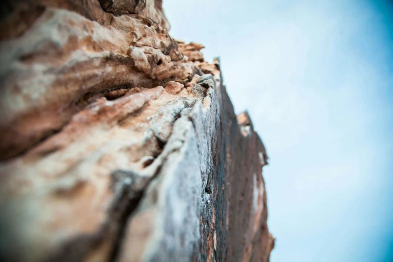 a closeup image of a tree with a bird on top of it