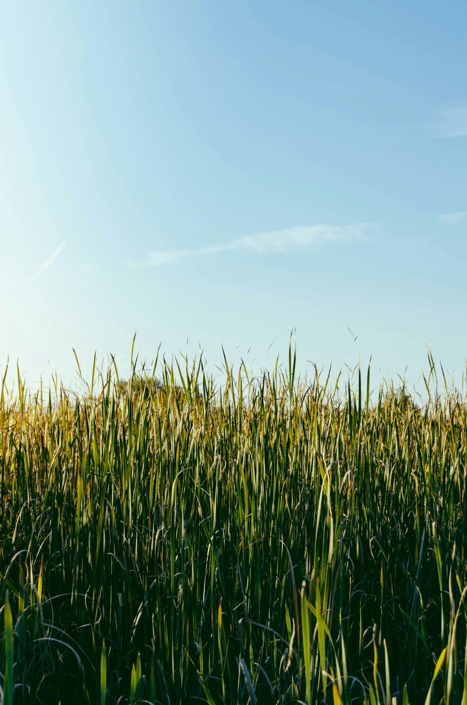 the back end of a bird in a field of grass