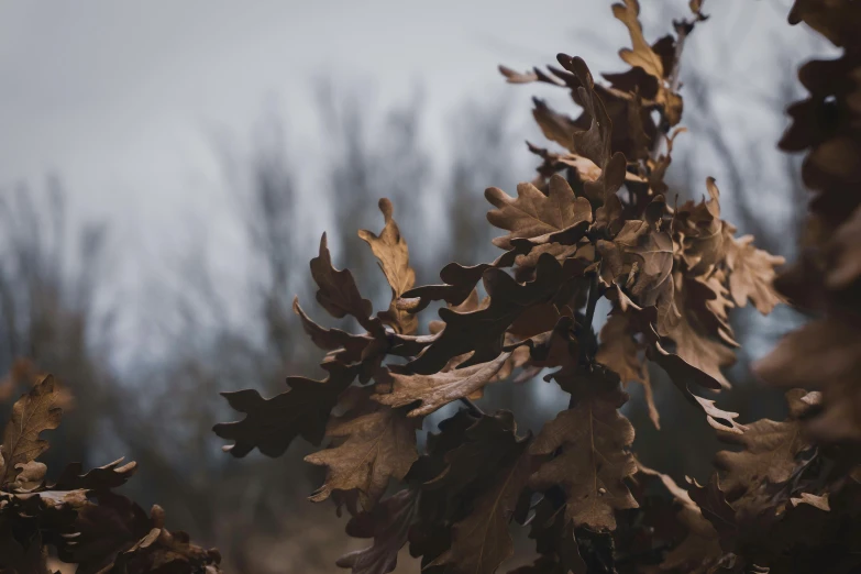 close up view of a tree nch in the fall