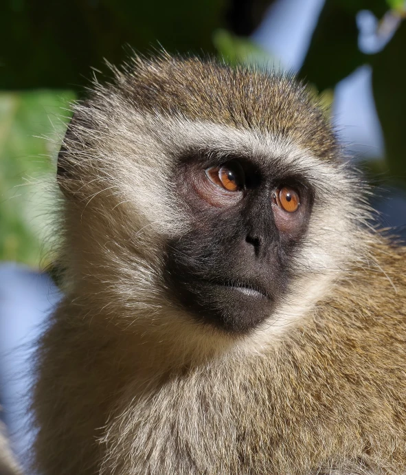 a small monkey with orange eyes on a tree