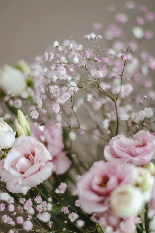 a picture of some pink and white flowers