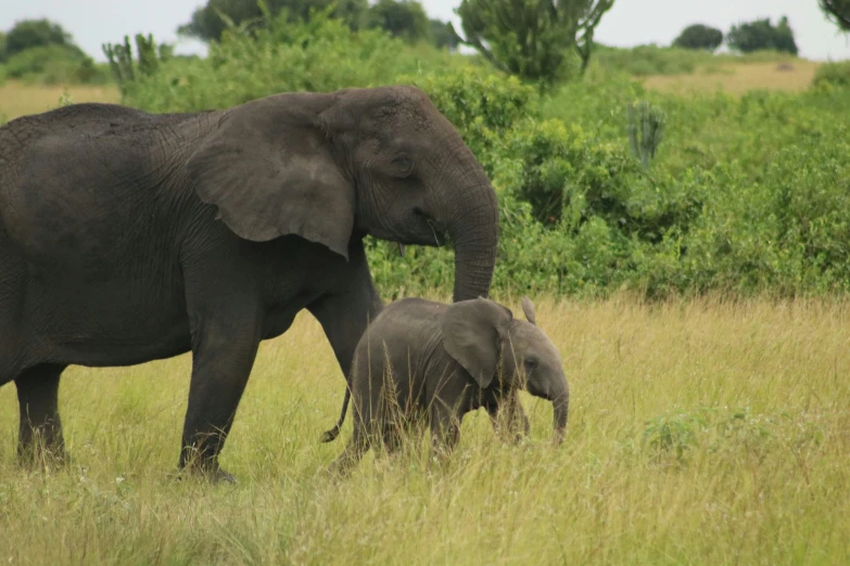 the baby elephant is walking behind an adult