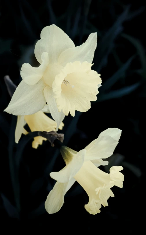 a group of yellow flowers are growing together