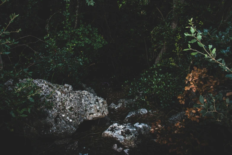 a po with a large rock in the middle of the forest