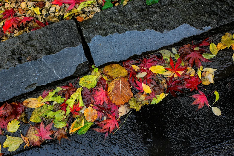 a walkway made from autumn leaves that have been fallen