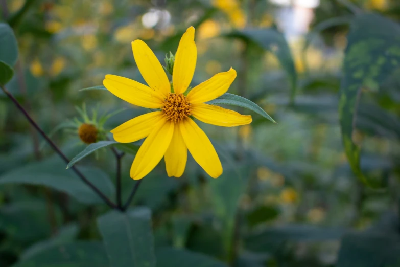 a yellow daisy with the sun shining on it