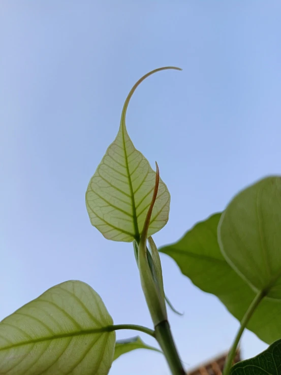 green leaf with building in background with clear sky