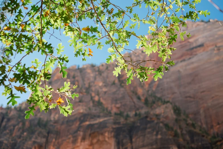 tree nches hanging off a cliff side next to water