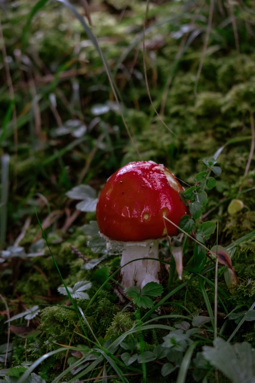 a small red mushroom sitting in the grass