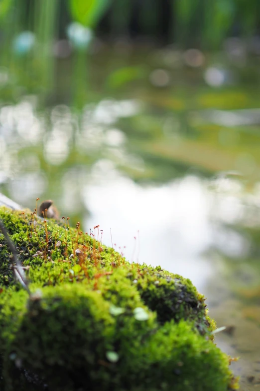 green moss with a small bird on top