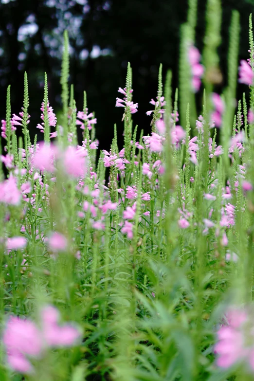 purple and green flowers grow beside each other