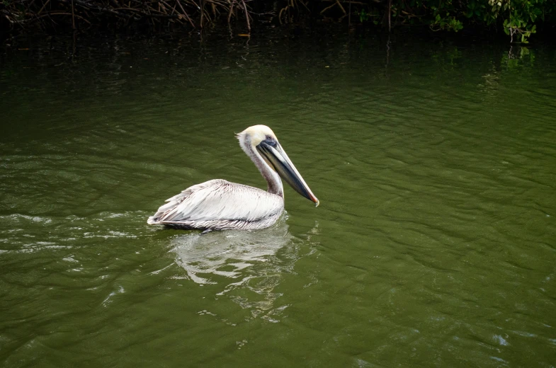 a pelican in green water with one foot dangling off the shore