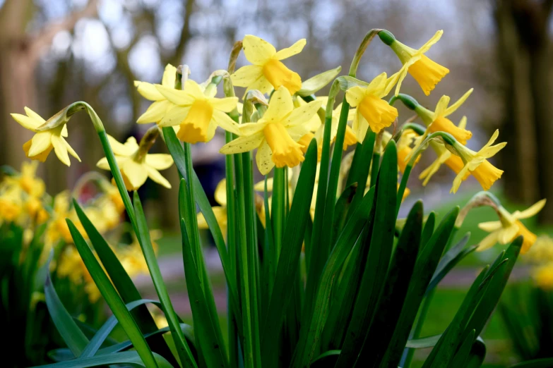 many yellow flowers blooming in a field