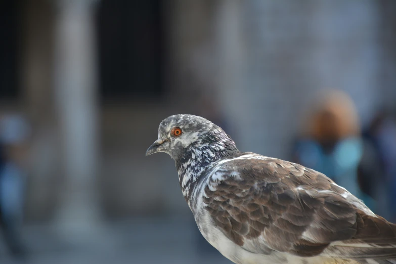 a bird stands on a post while looking up at people