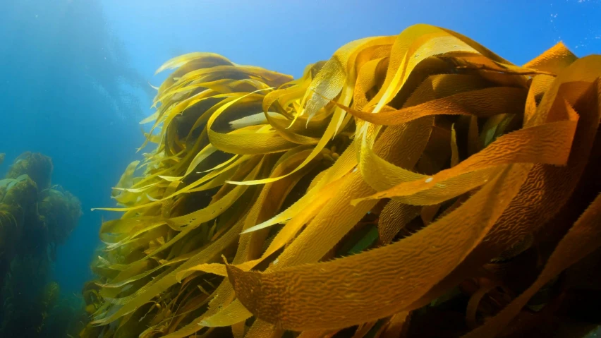 a large group of seaweed on the bottom of the ocean