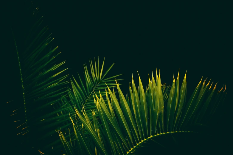 a palm tree with yellow tips in the night