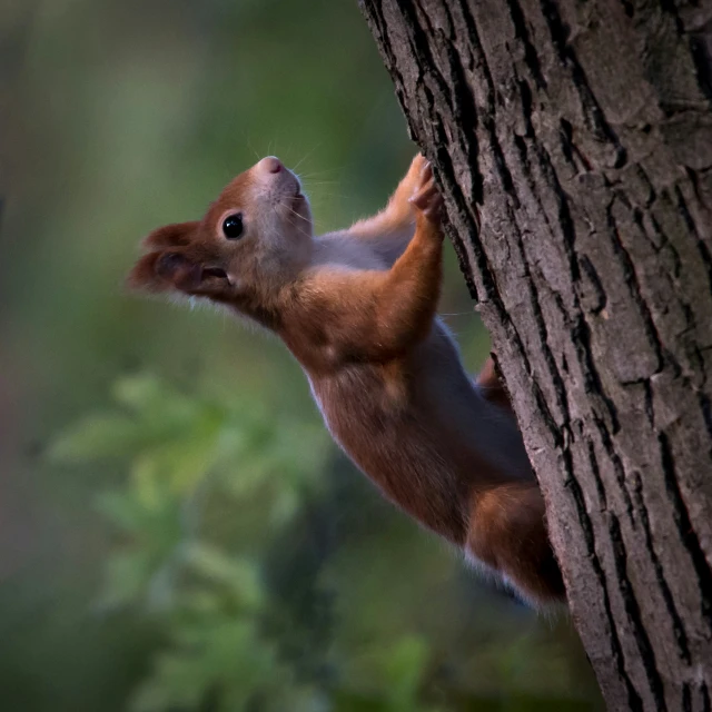 a squirrel climbing up the side of a tree