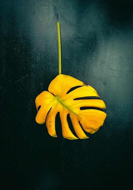 a small piece of banana hanging on a yellow stalk