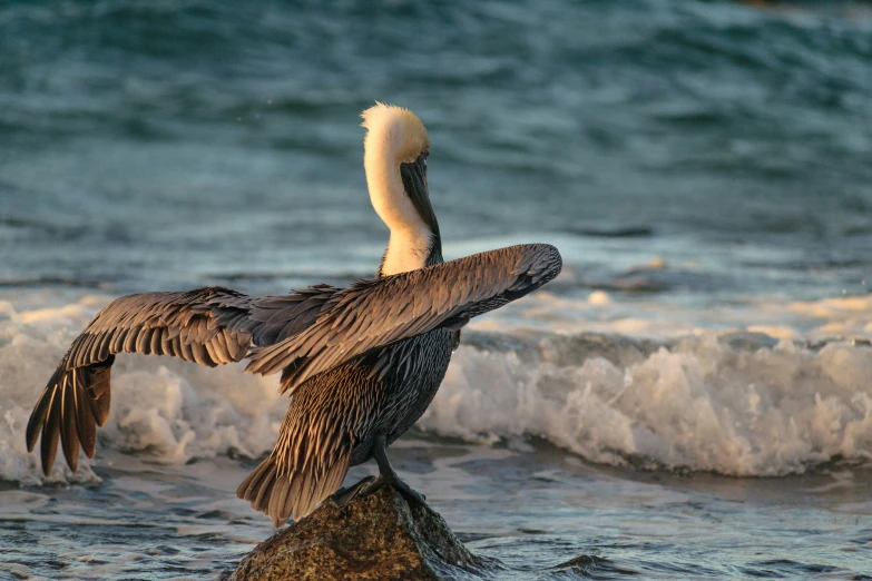 an image of a bird in the water