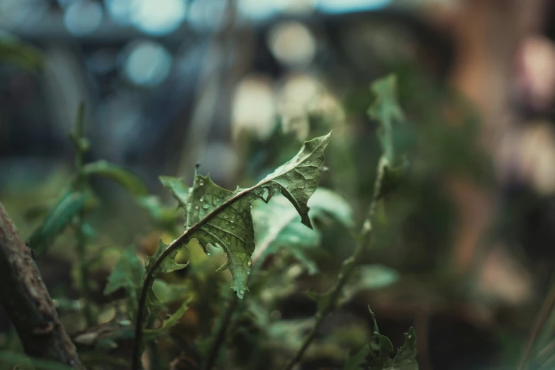 an image of a leaf that is growing on the ground