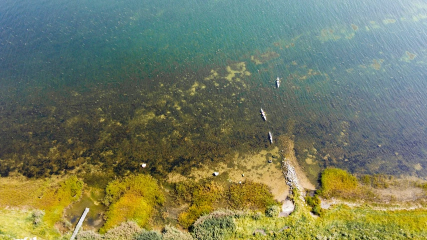 a bird's eye view of trees in the water